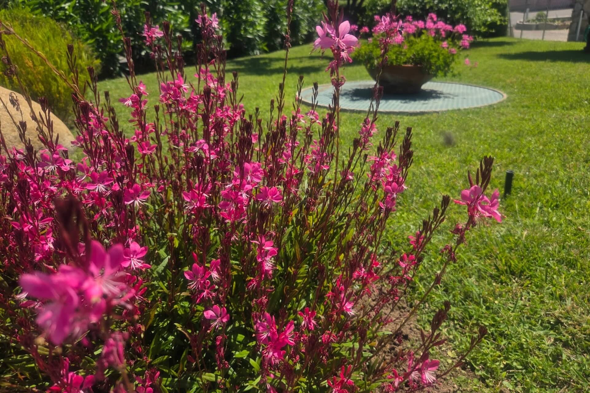 Giardino del Bed and Breakfast Capo al Piano